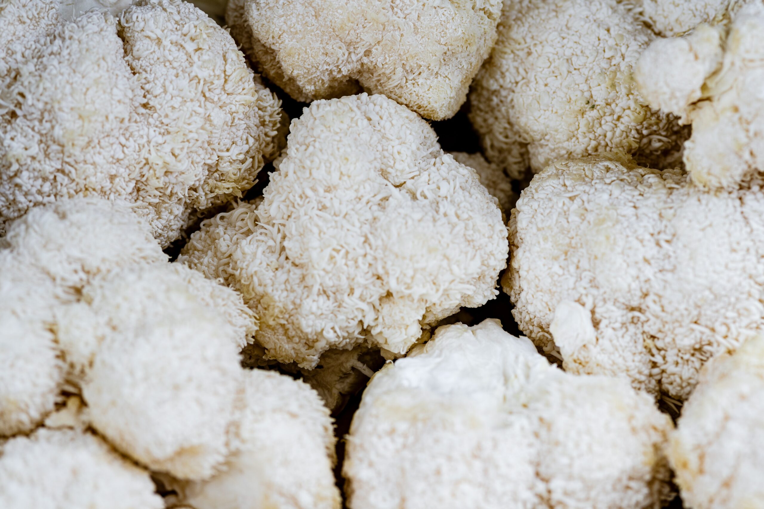 lions mane nousana 3