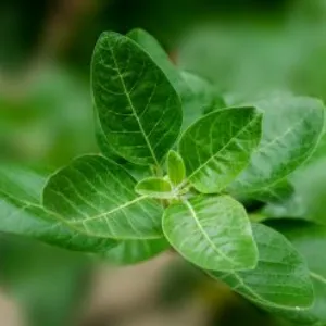 Ashwagandha leaves