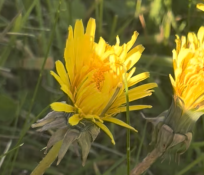 Dandelion