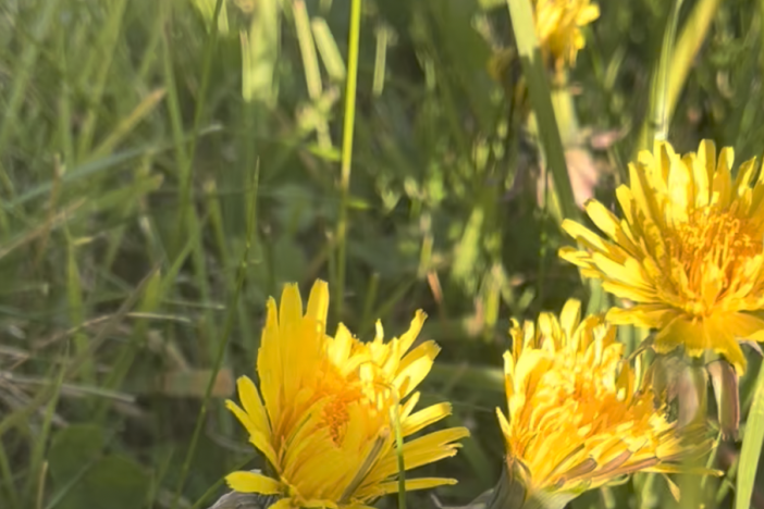 Screenshot 2026-05-19 at 18.10.58 Dandelion